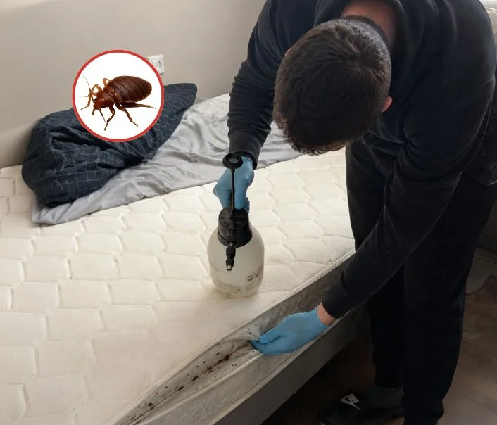 Technicien traitant un matelas contre les punaises de lit à La Queue-les-Yvelines